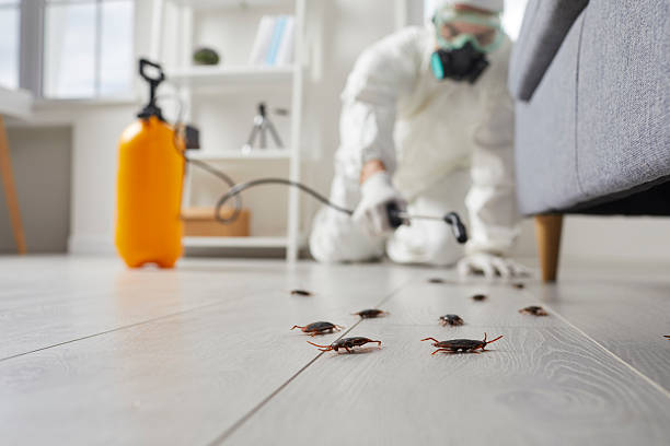 Post-Treatment Bed Bug Interceptor Monitoring in Berryville